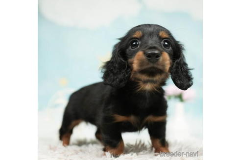 成約済の千葉県のミニチュアダックスフンド(ロングヘアード)-207861の2枚目